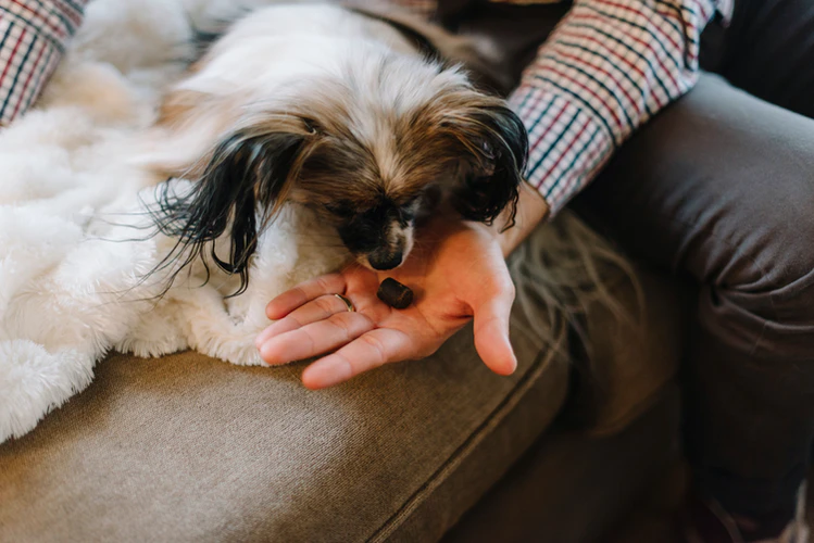 Is Using CBD Oil Pet Products Worth It?