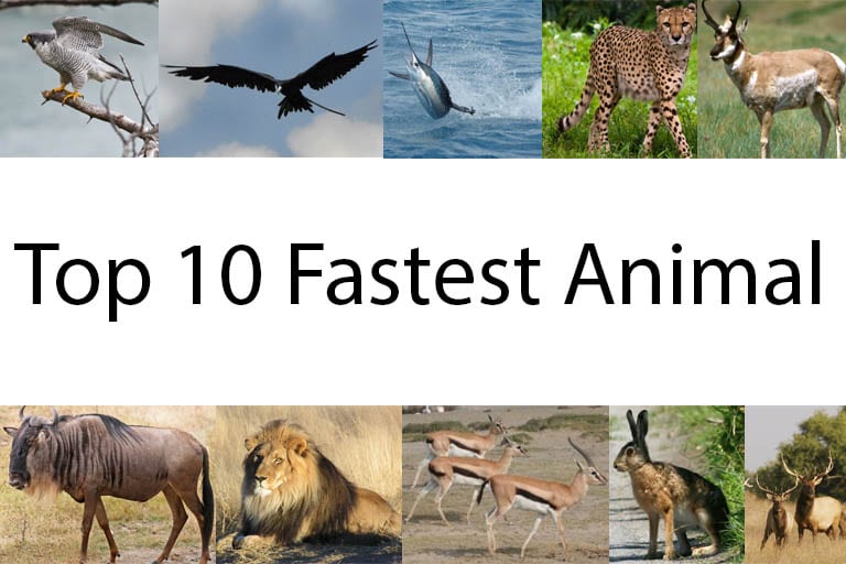 The Top 10 Fastest Animals in The World